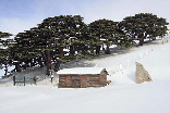 Cedars